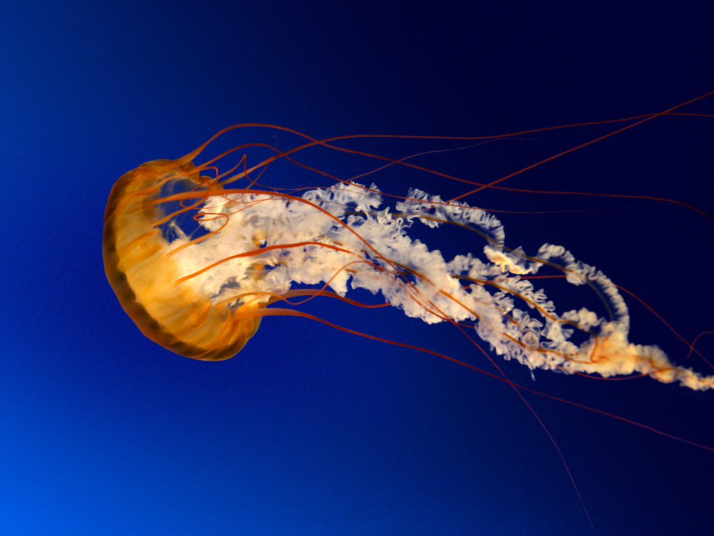 202208192042429280387_jelly_fish.jpg