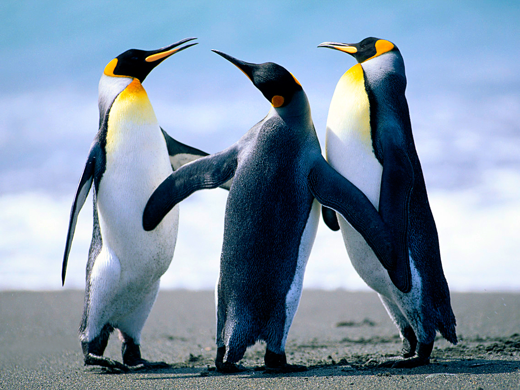 202207212029476818312_penguins.jpg